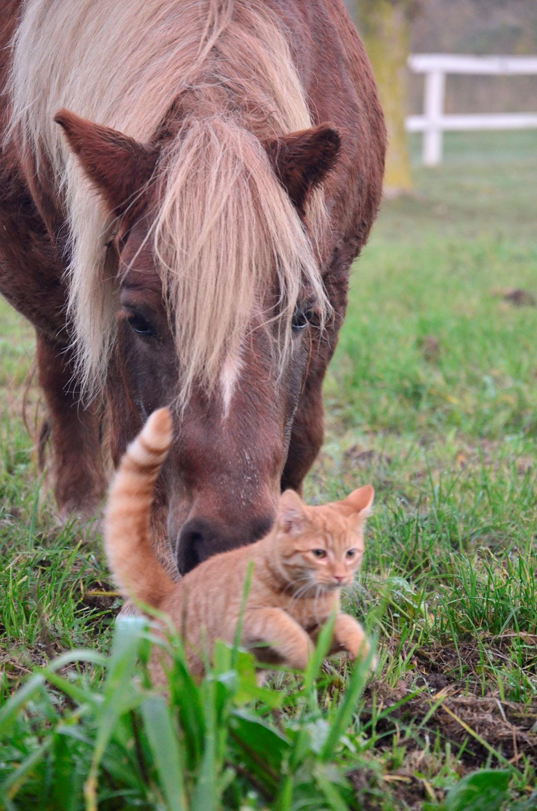 Anden særlig race Victor billede 3