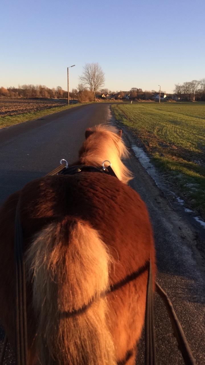 Anden særlig race Victor billede 4