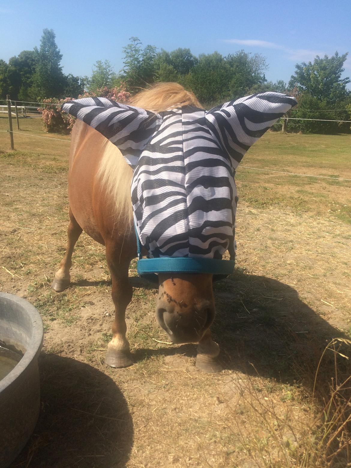 Anden særlig race Victor billede 5