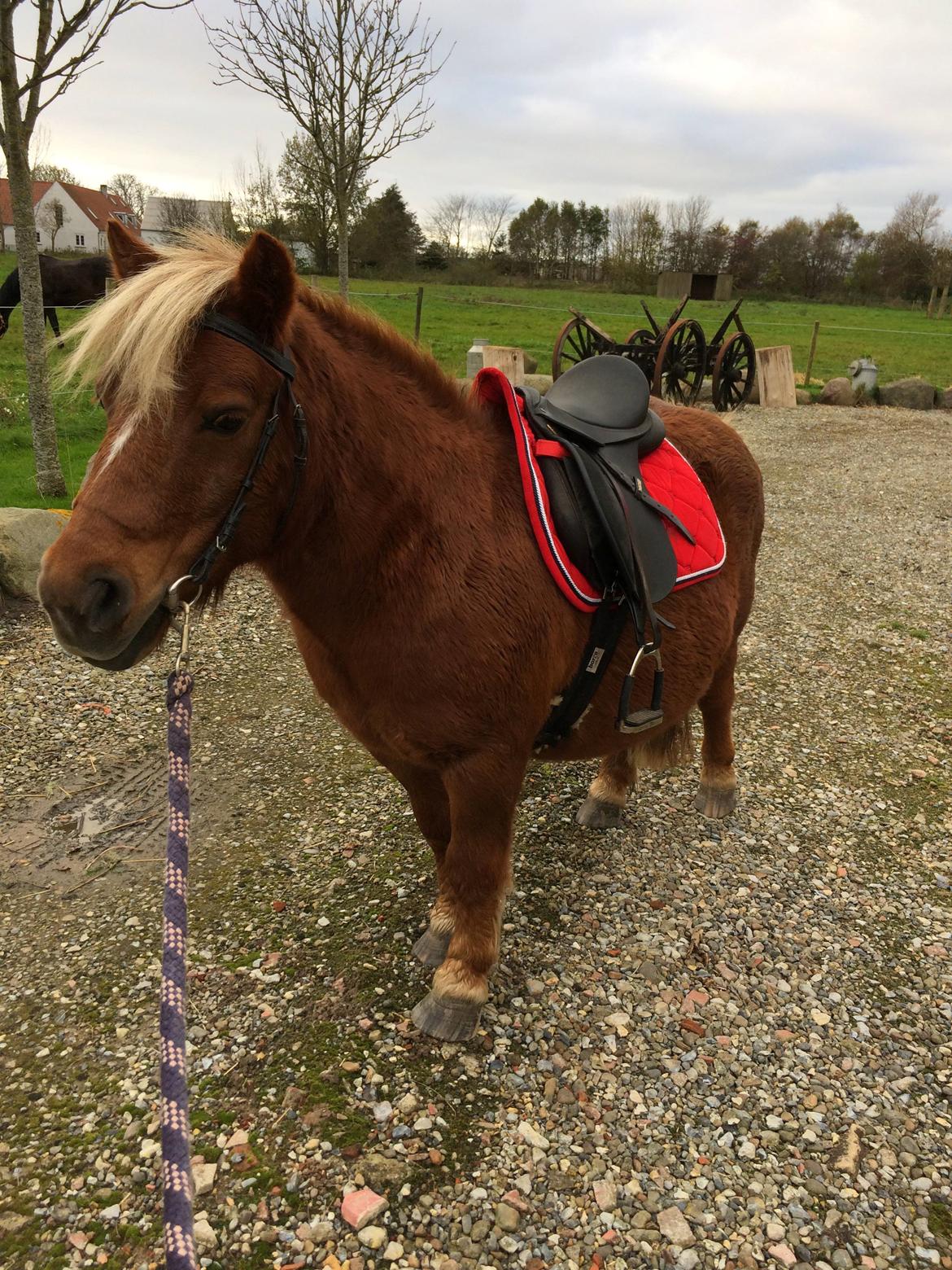 Anden særlig race Victor billede 6