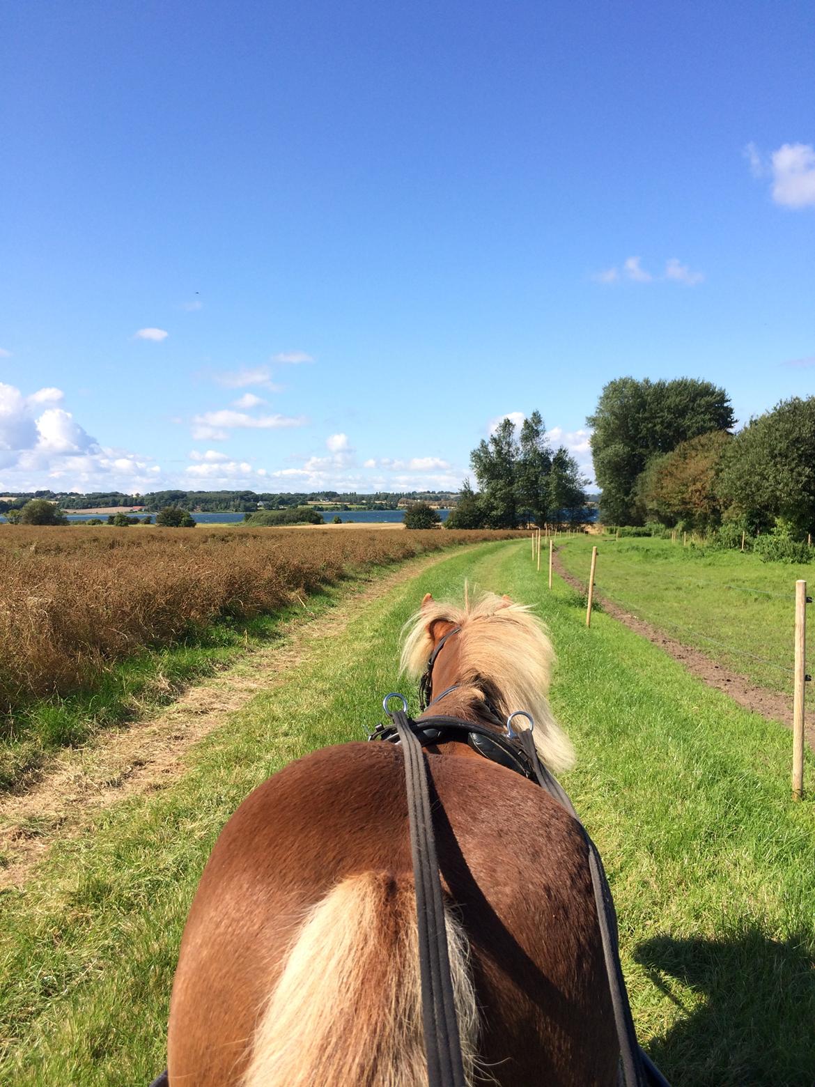 Anden særlig race Victor billede 8