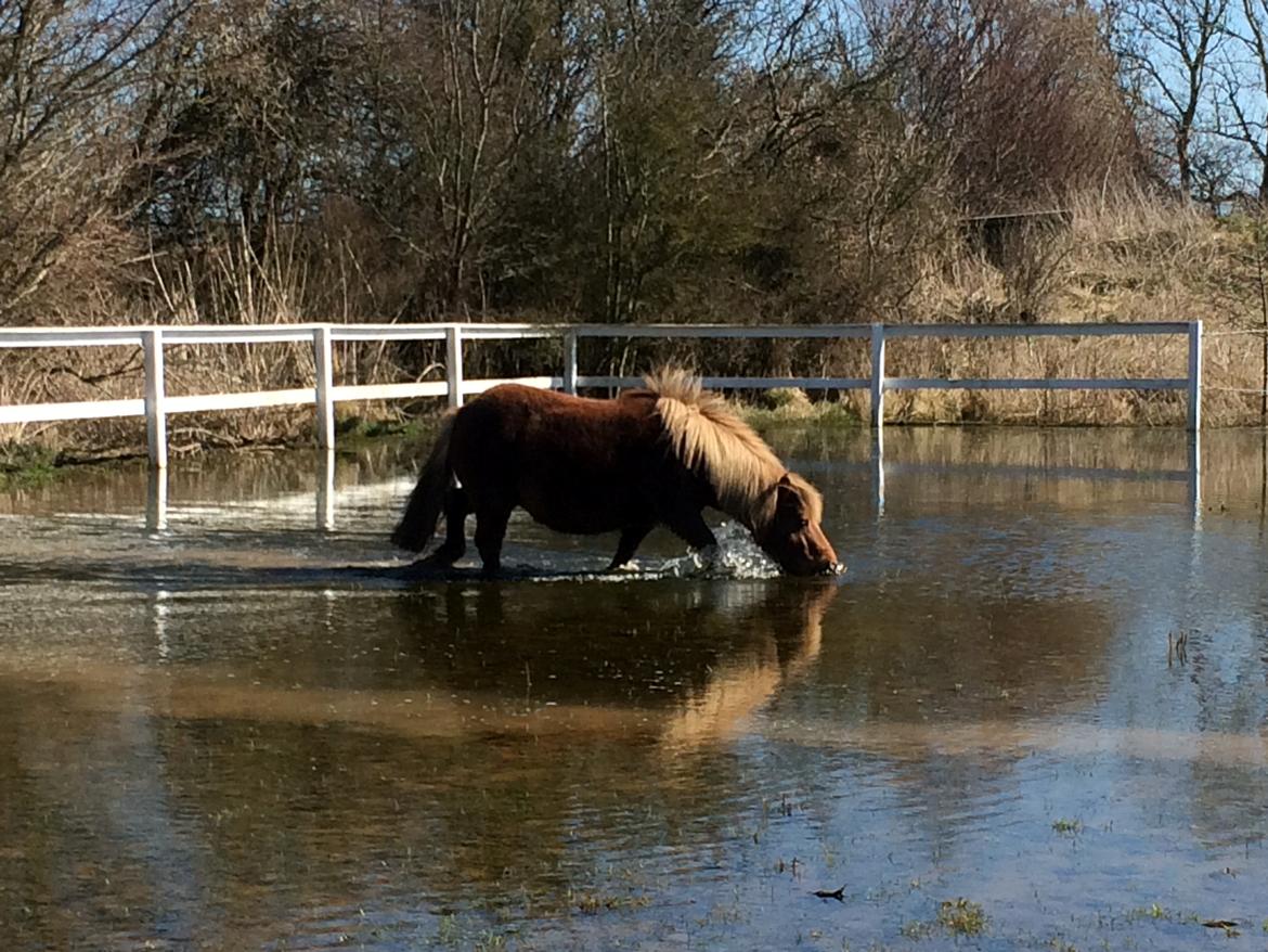 Anden særlig race Victor billede 7