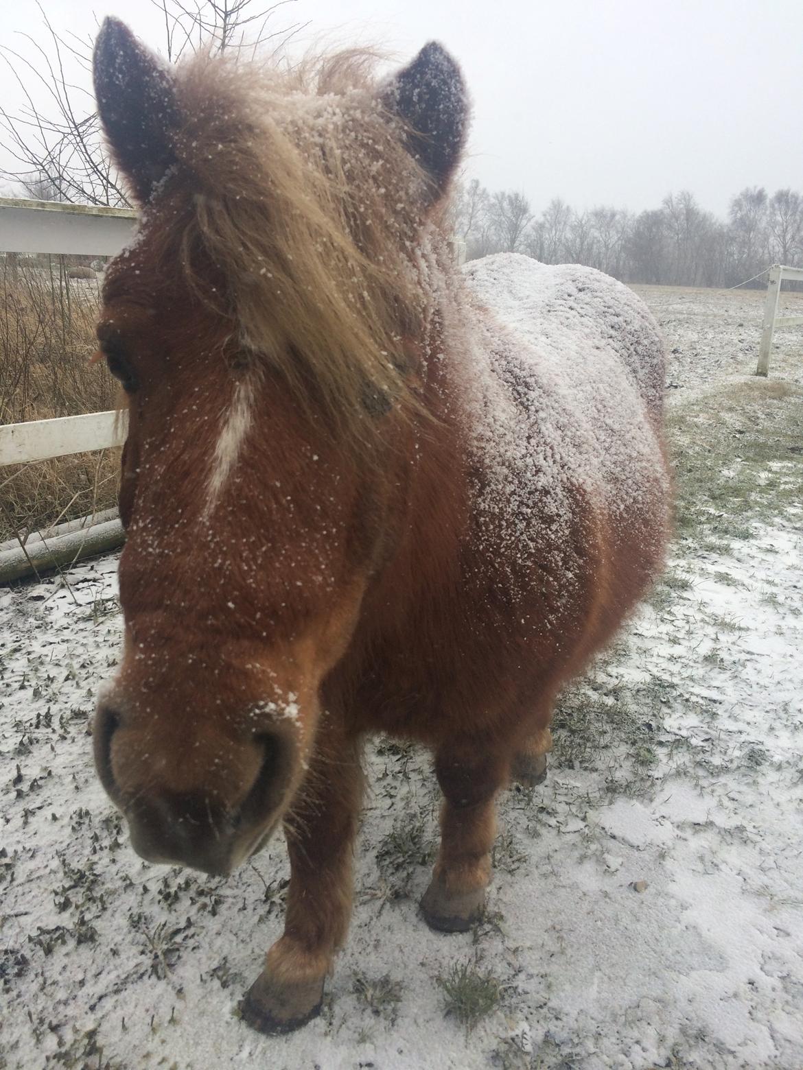 Anden særlig race Victor billede 9