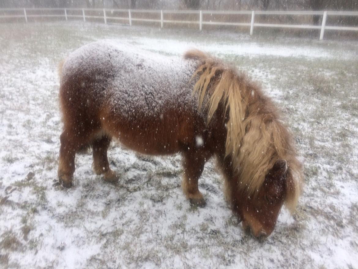Anden særlig race Victor billede 10