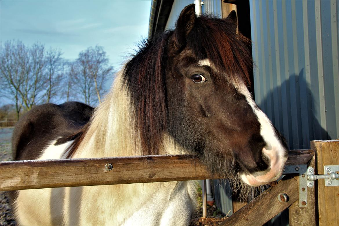 Islænder Glanni  billede 1