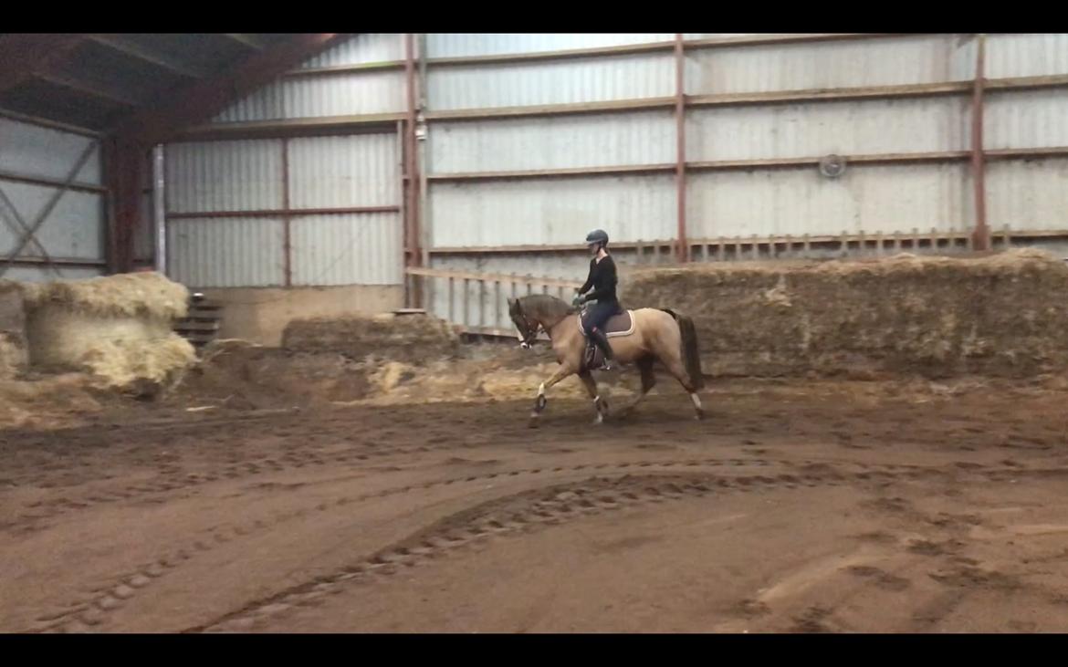 Tysk Sportspony Højvangs Winnie billede 1