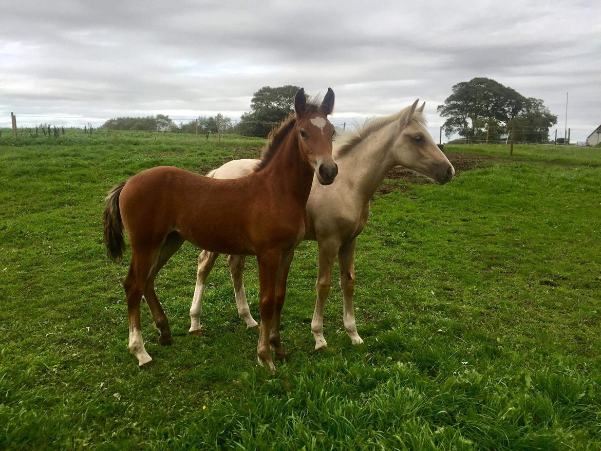 Anden særlig race Trolleys Altivo - Sammen med halvsøster Perle - Som er flyttet med ham til hans nye hjem <3 billede 12