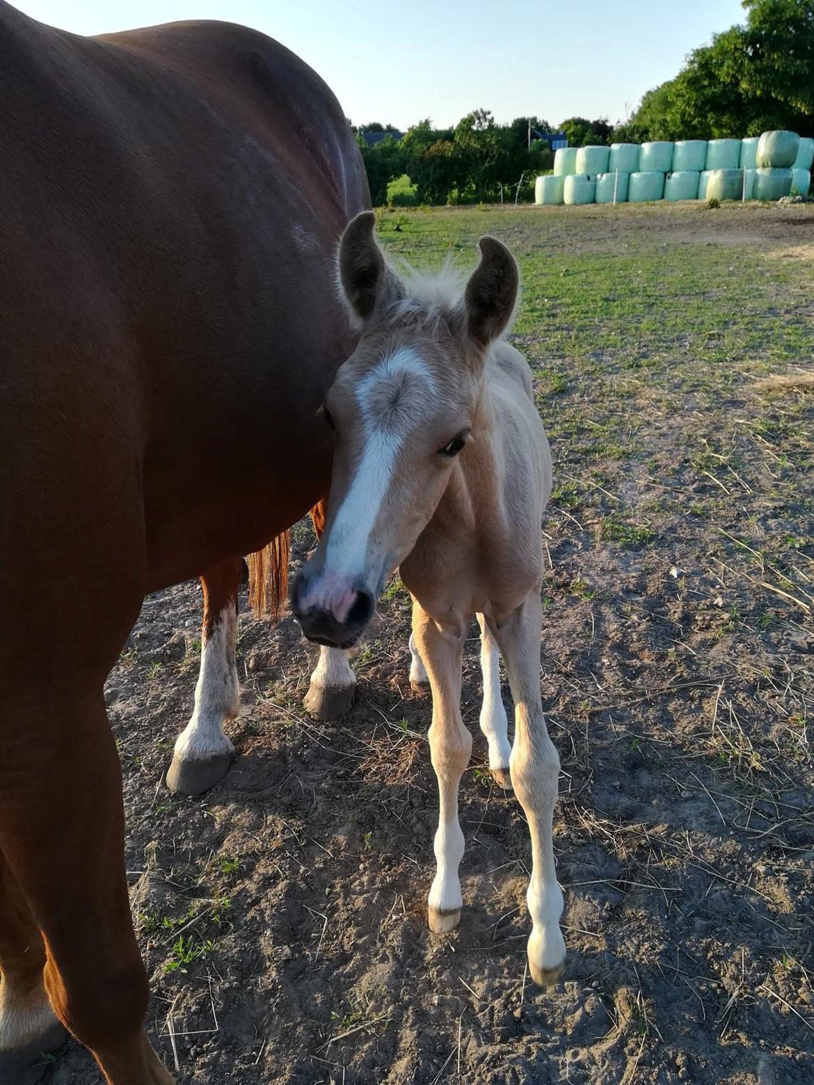 Anden særlig race Trolleys Altivo billede 6