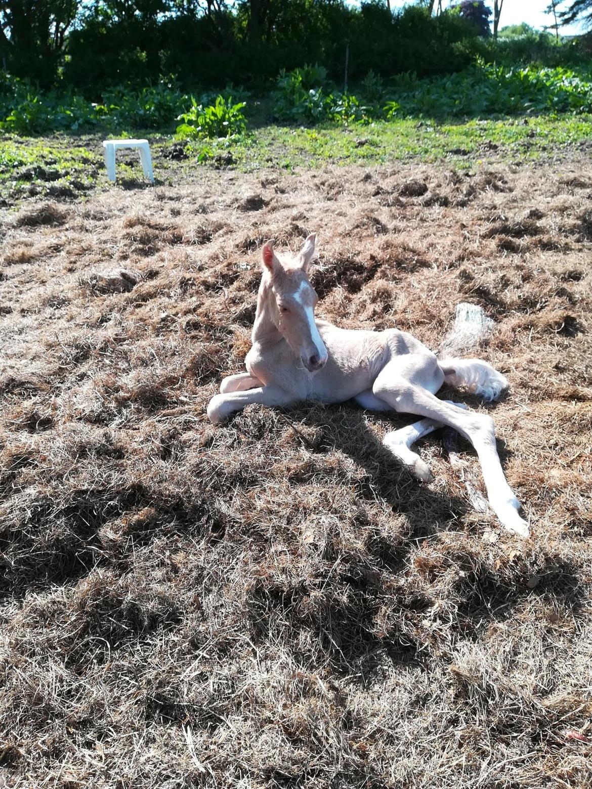 Anden særlig race Trolleys Altivo - Få timer gammel - Han er fra d. 22 Maj billede 7