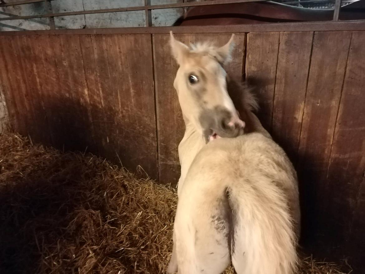 Anden særlig race Trolleys Altivo billede 8