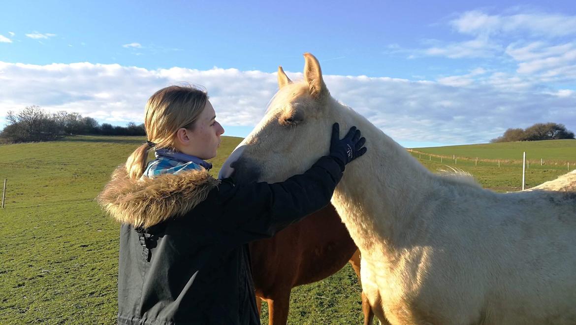 Anden særlig race Trolleys Altivo billede 9