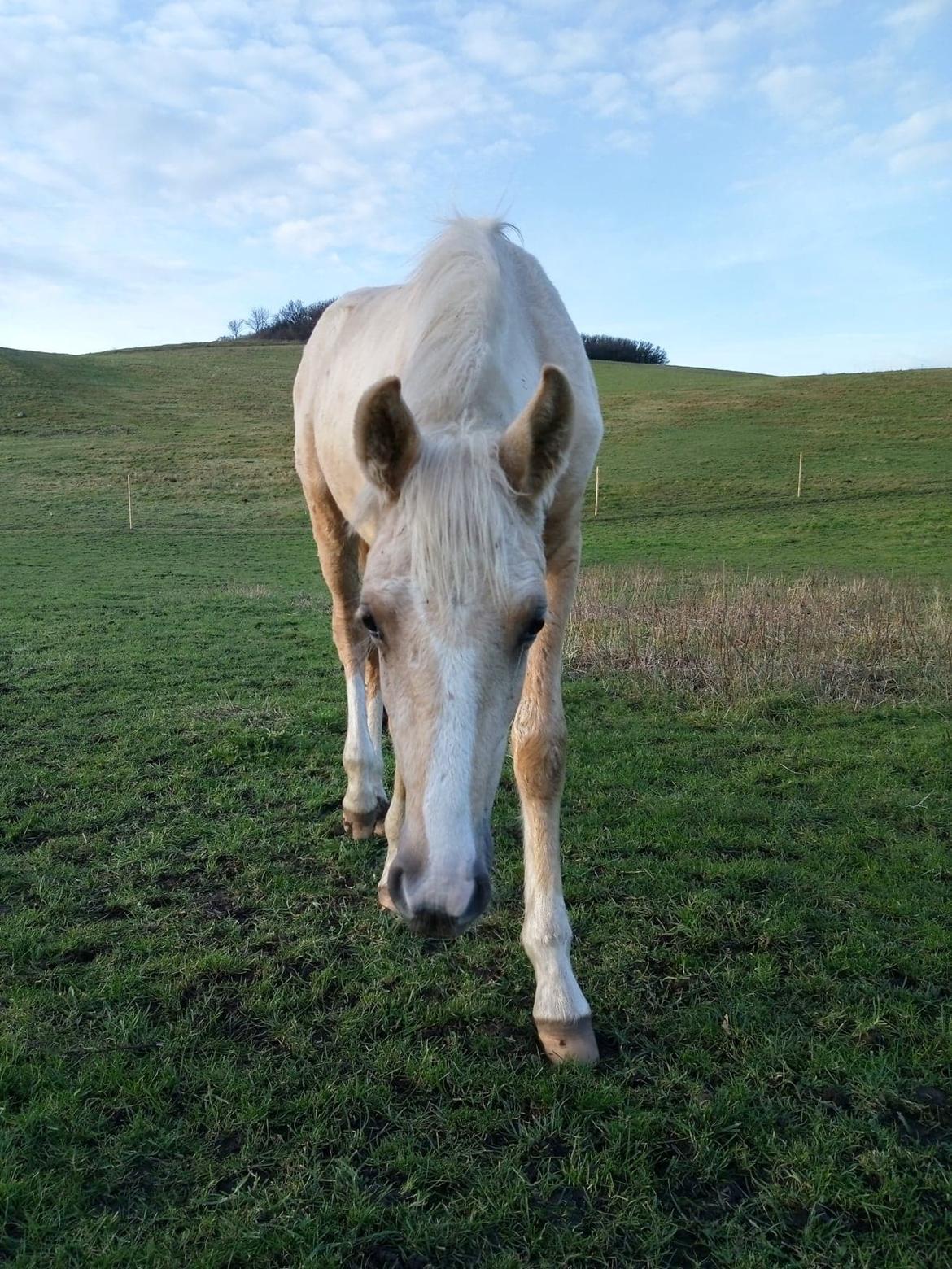 Anden særlig race Trolleys Altivo billede 2