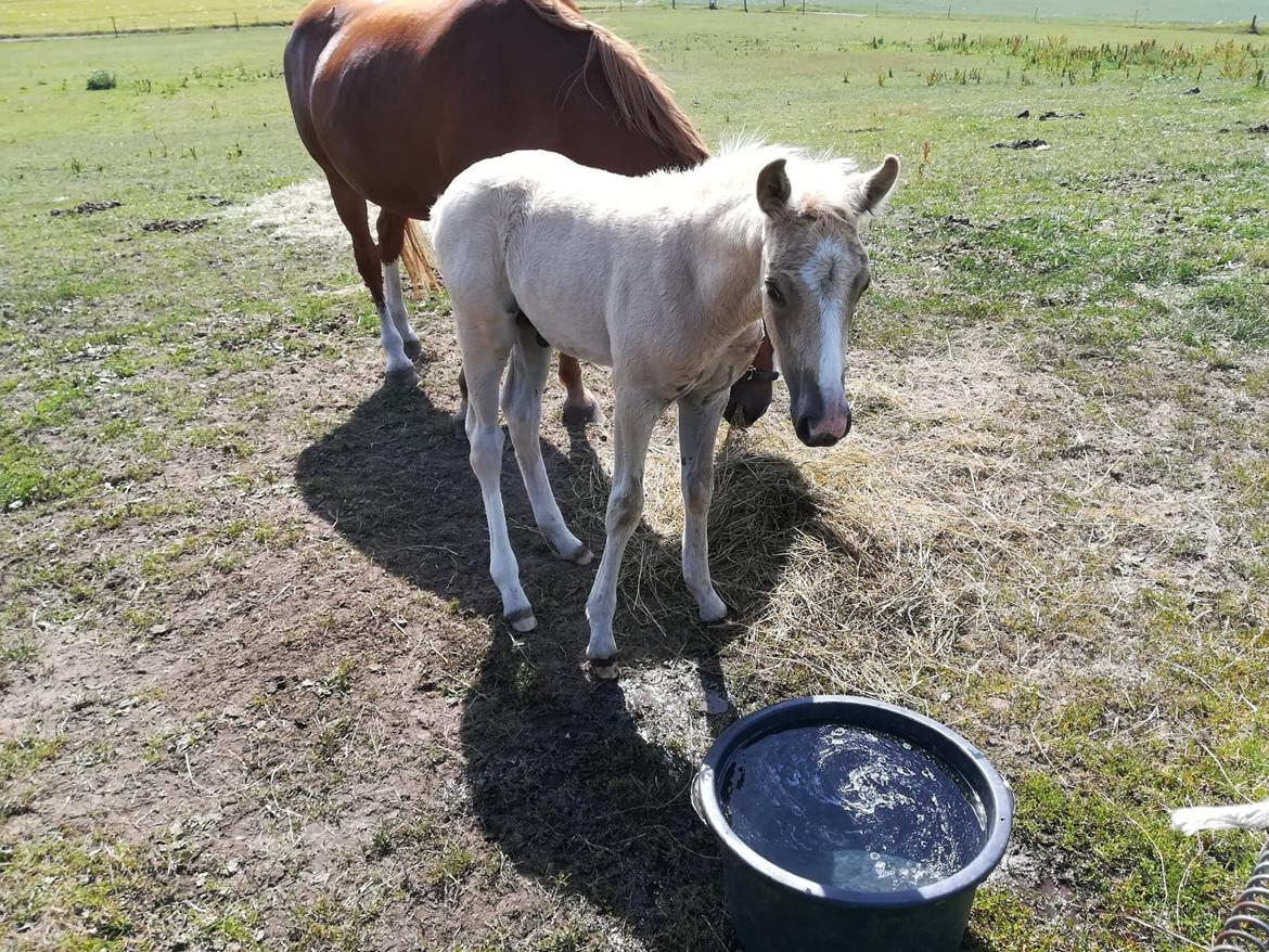 Anden særlig race Trolleys Altivo billede 5