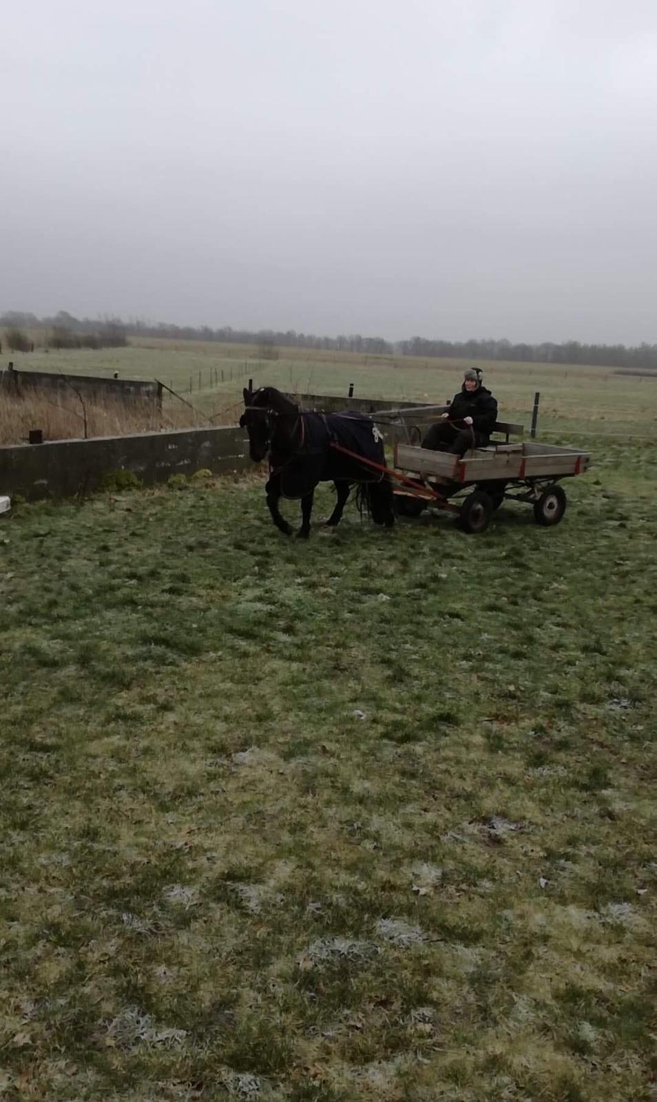 Anden særlig race Stalden's Noah billede 6