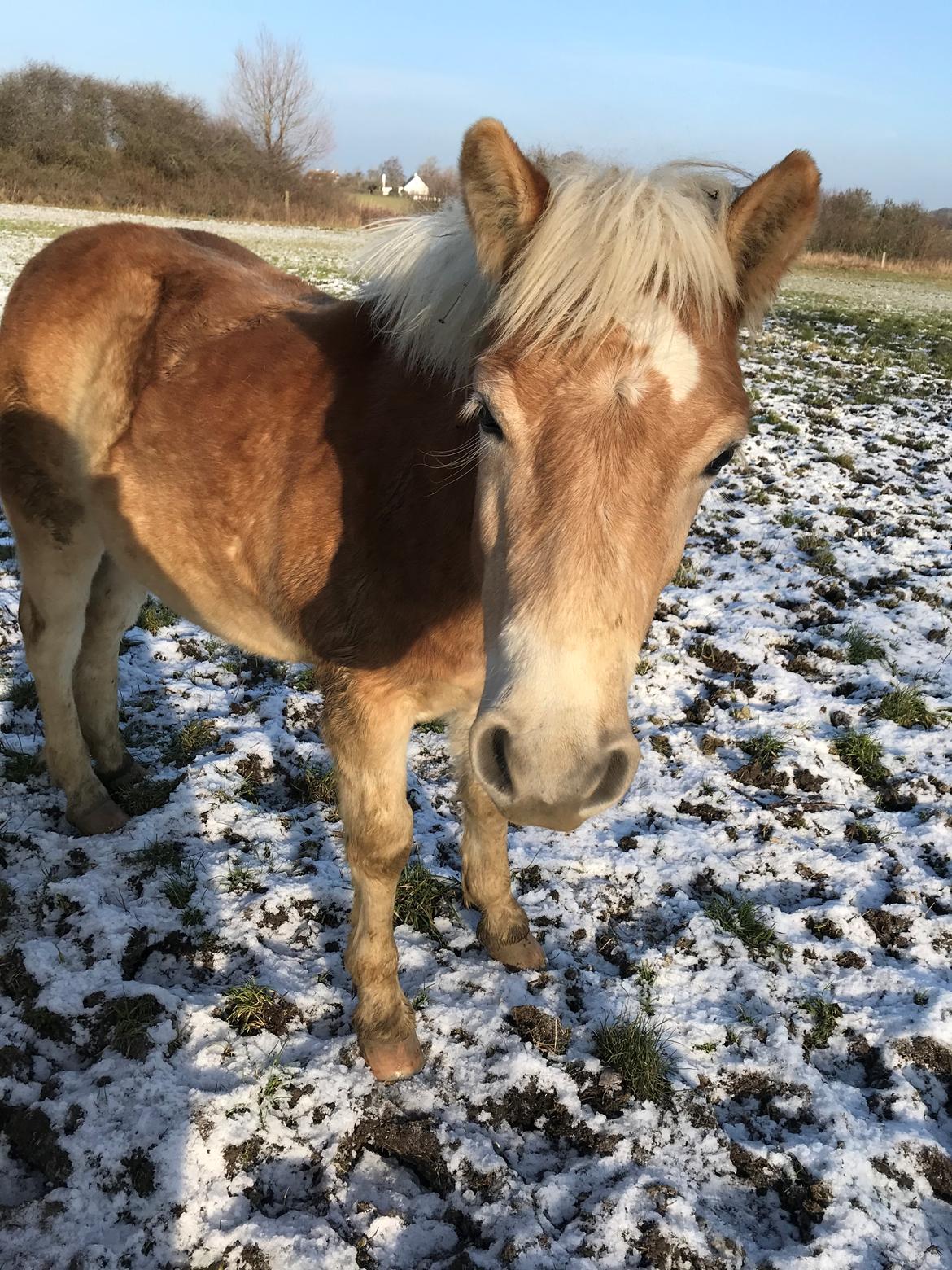 Haflinger Atle billede 1