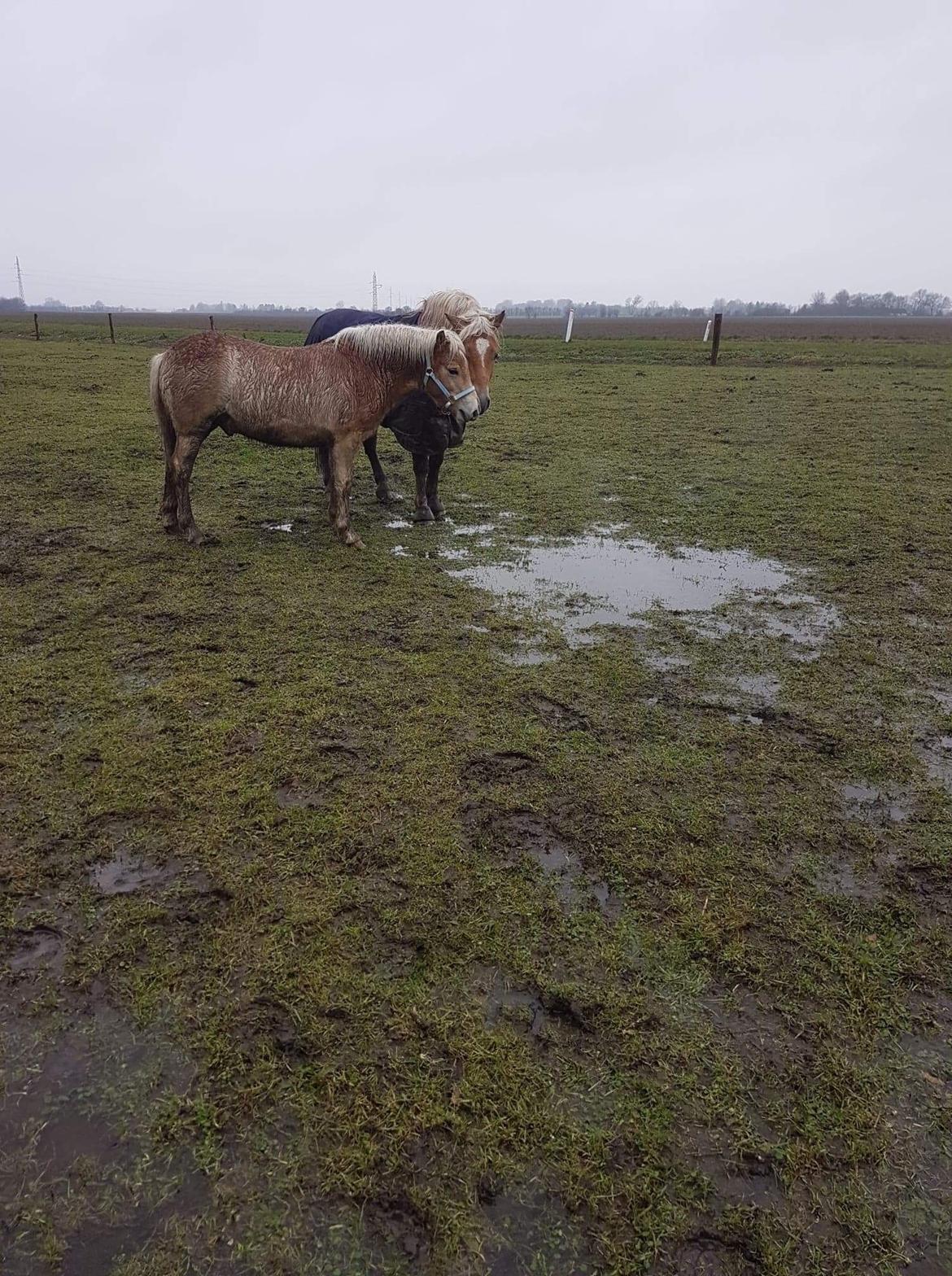 Haflinger Atle billede 3