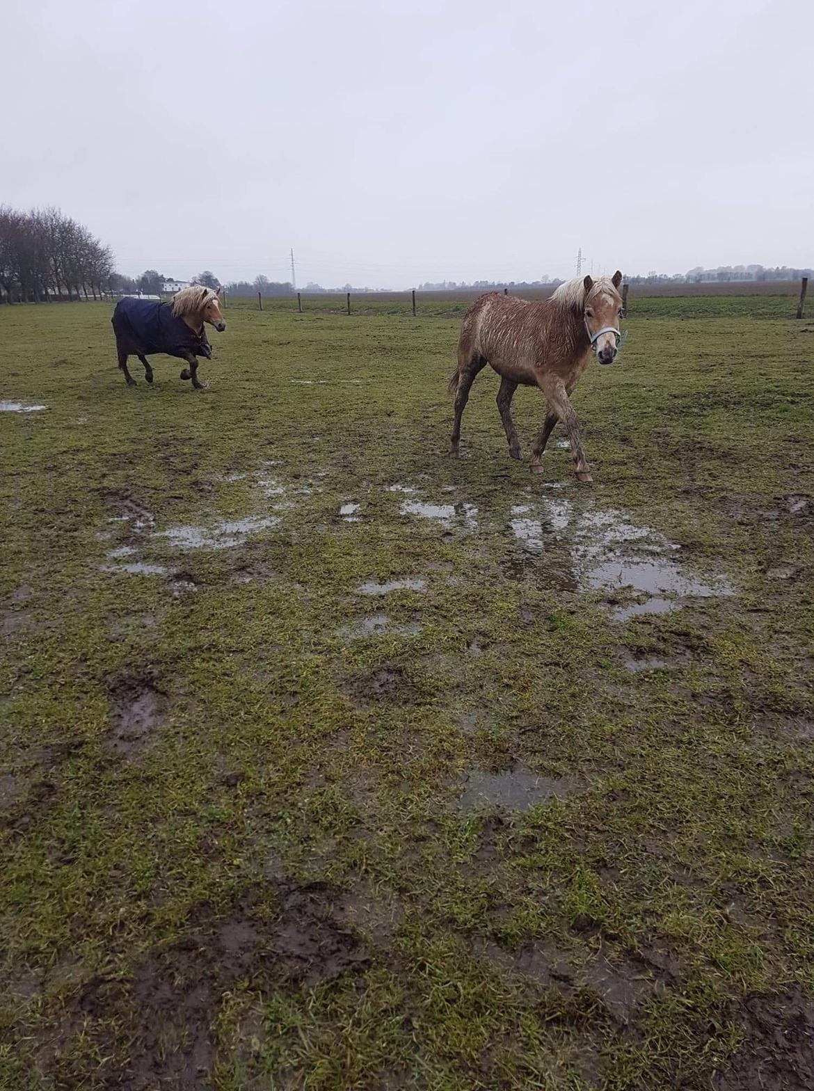 Haflinger Atle billede 4