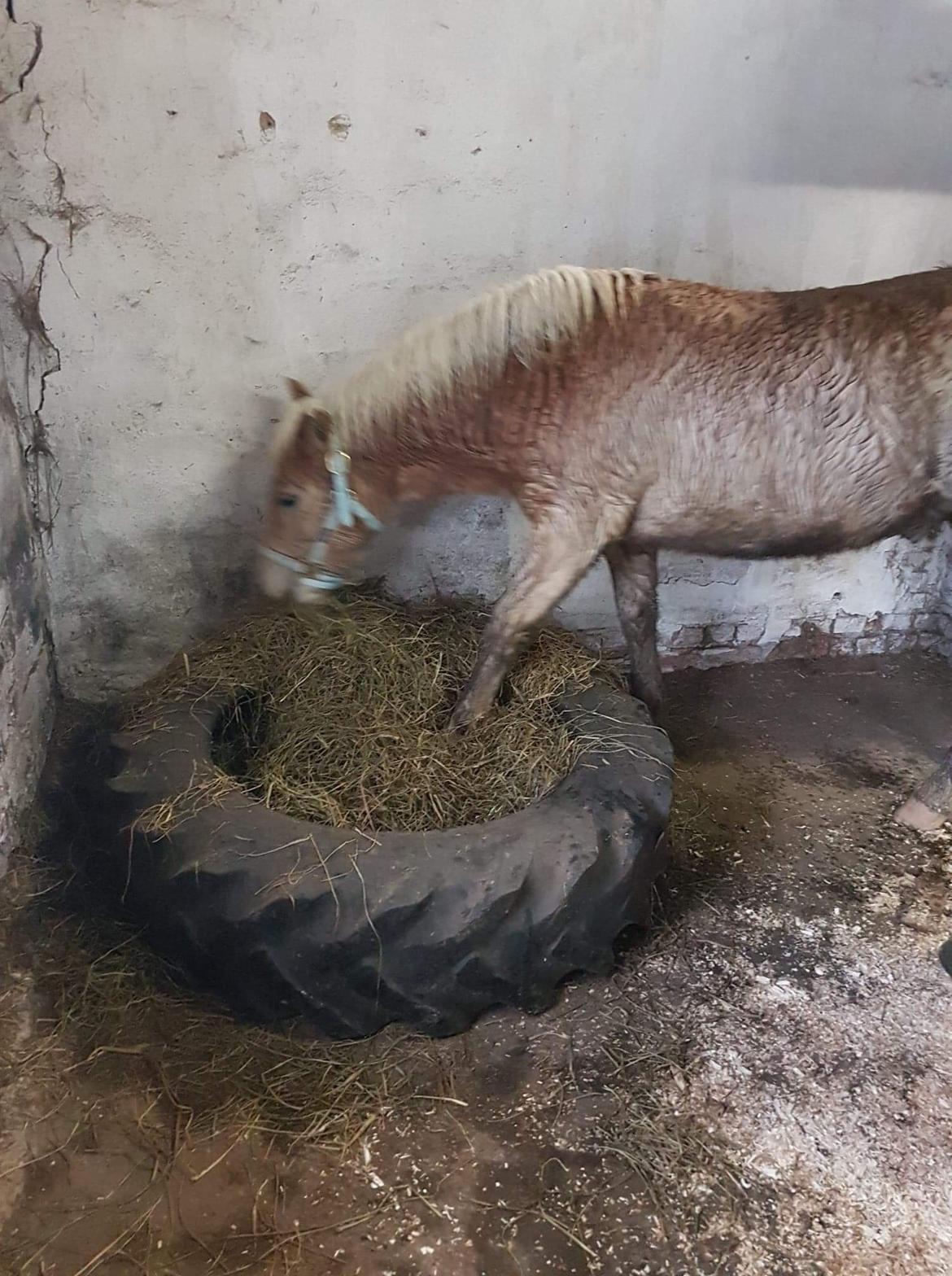 Haflinger Atle billede 5