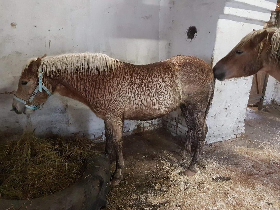 Haflinger Atle billede 6