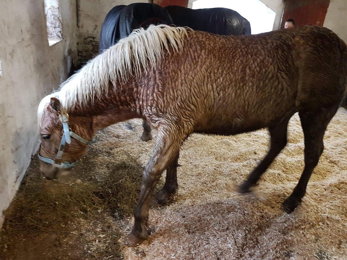 Haflinger Atle billede 7