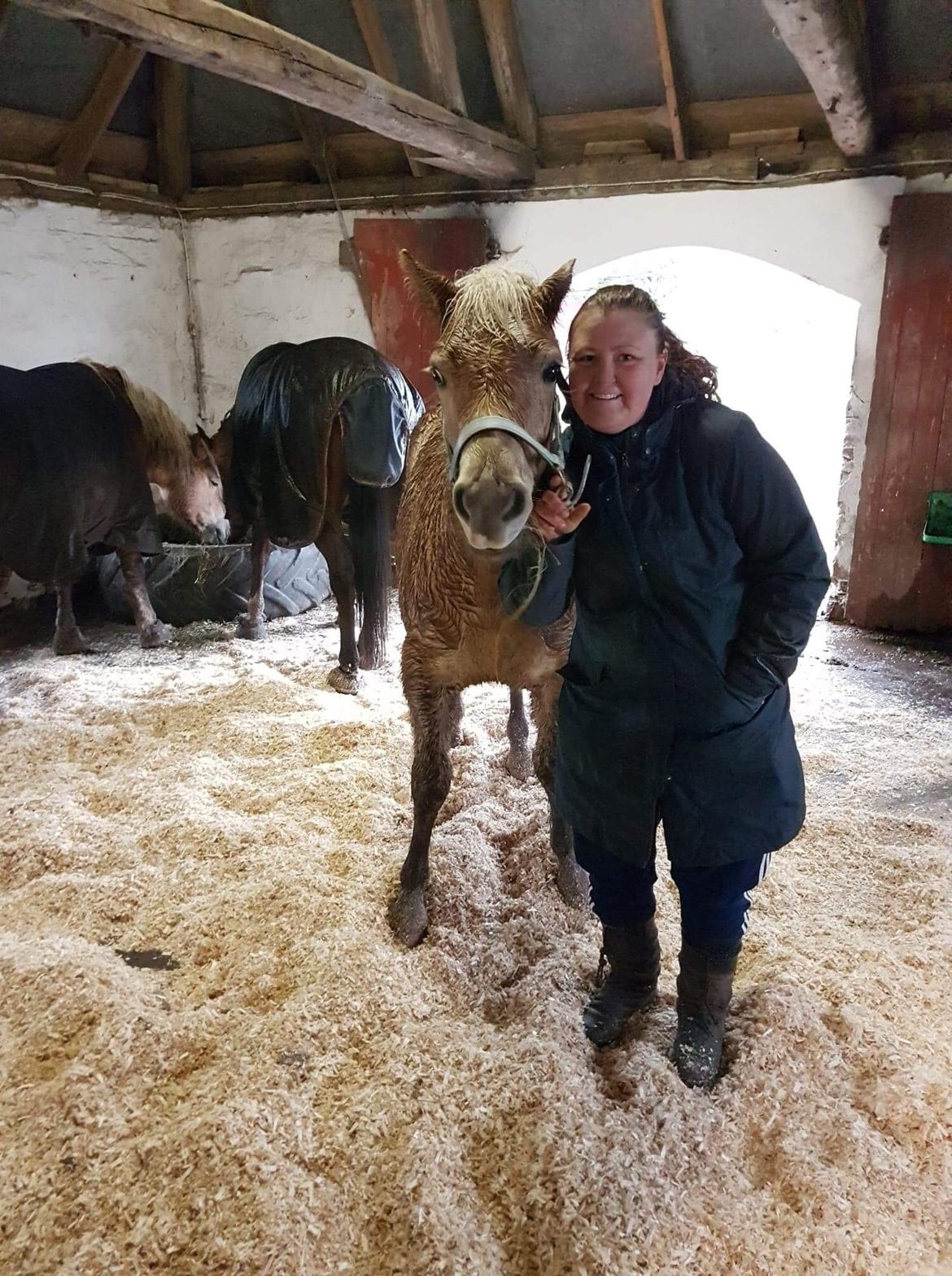 Haflinger Atle billede 8