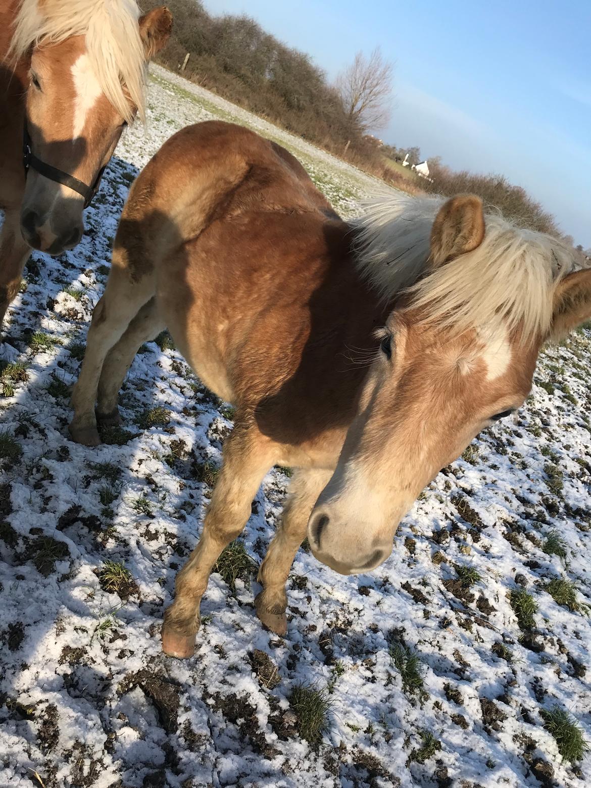 Haflinger Atle billede 2