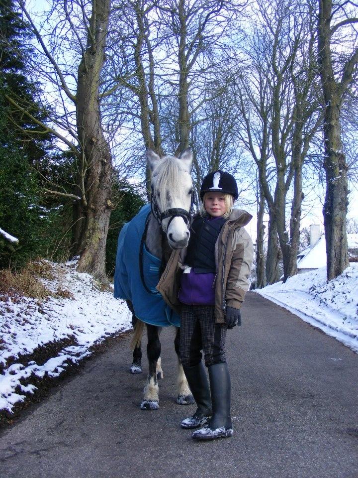 Welsh Mountain (sec A) Petúla billede 2
