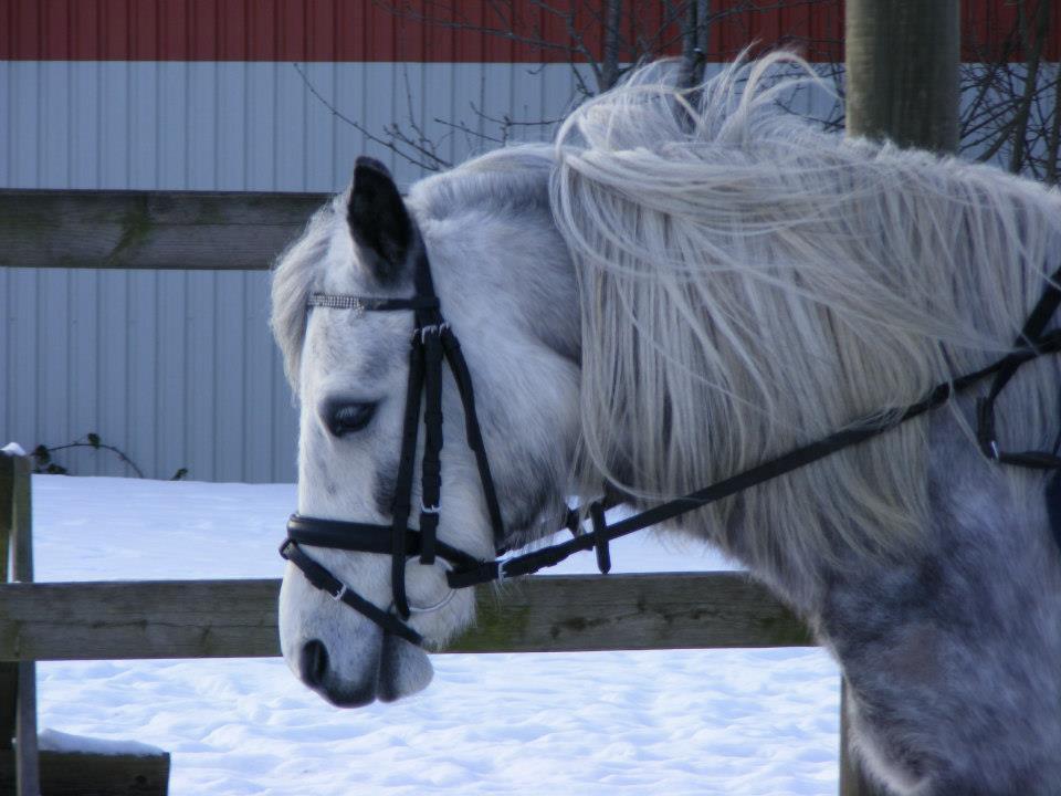 Welsh Mountain (sec A) Petúla billede 3