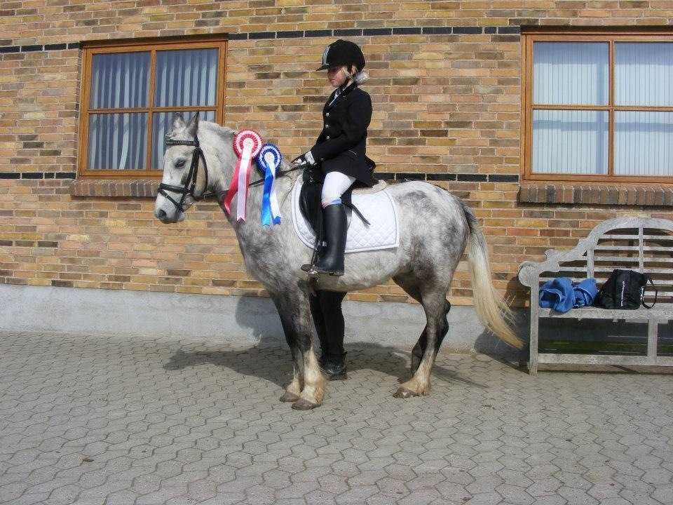 Welsh Mountain (sec A) Petúla billede 4