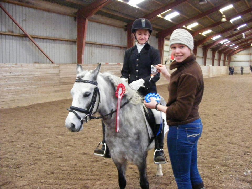 Welsh Mountain (sec A) Petúla billede 5