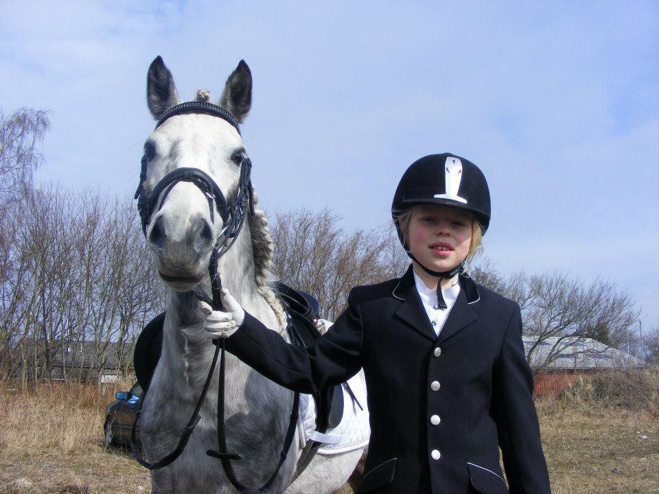 Welsh Mountain (sec A) Petúla billede 6