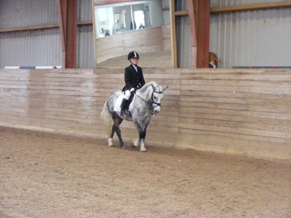 Welsh Mountain (sec A) Petúla billede 7