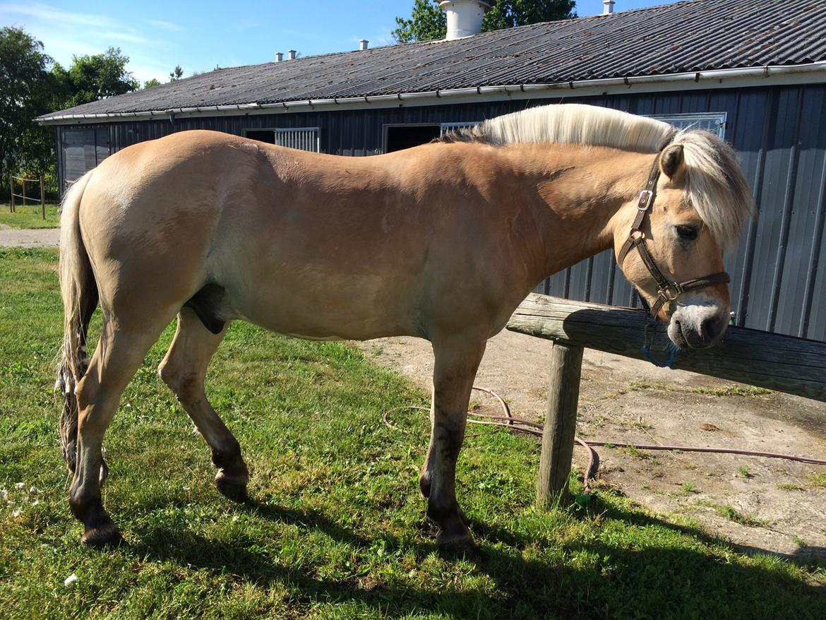 Fjordhest Oktan Stanstorp billede 8