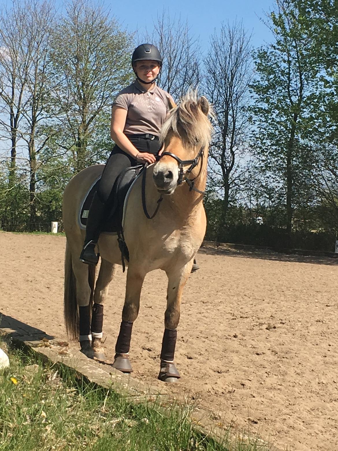 Fjordhest Oktan Stanstorp billede 2