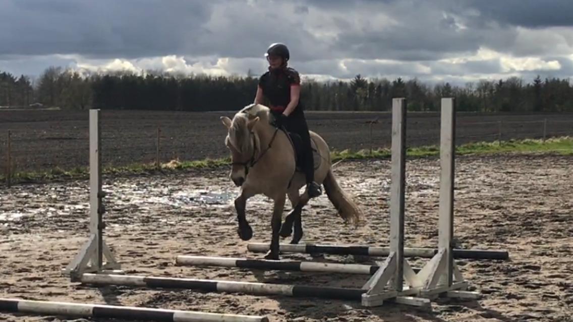 Fjordhest Oktan Stanstorp billede 10