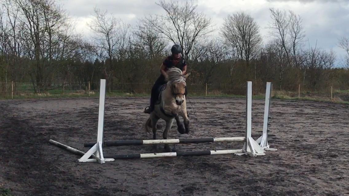 Fjordhest Oktan Stanstorp billede 3