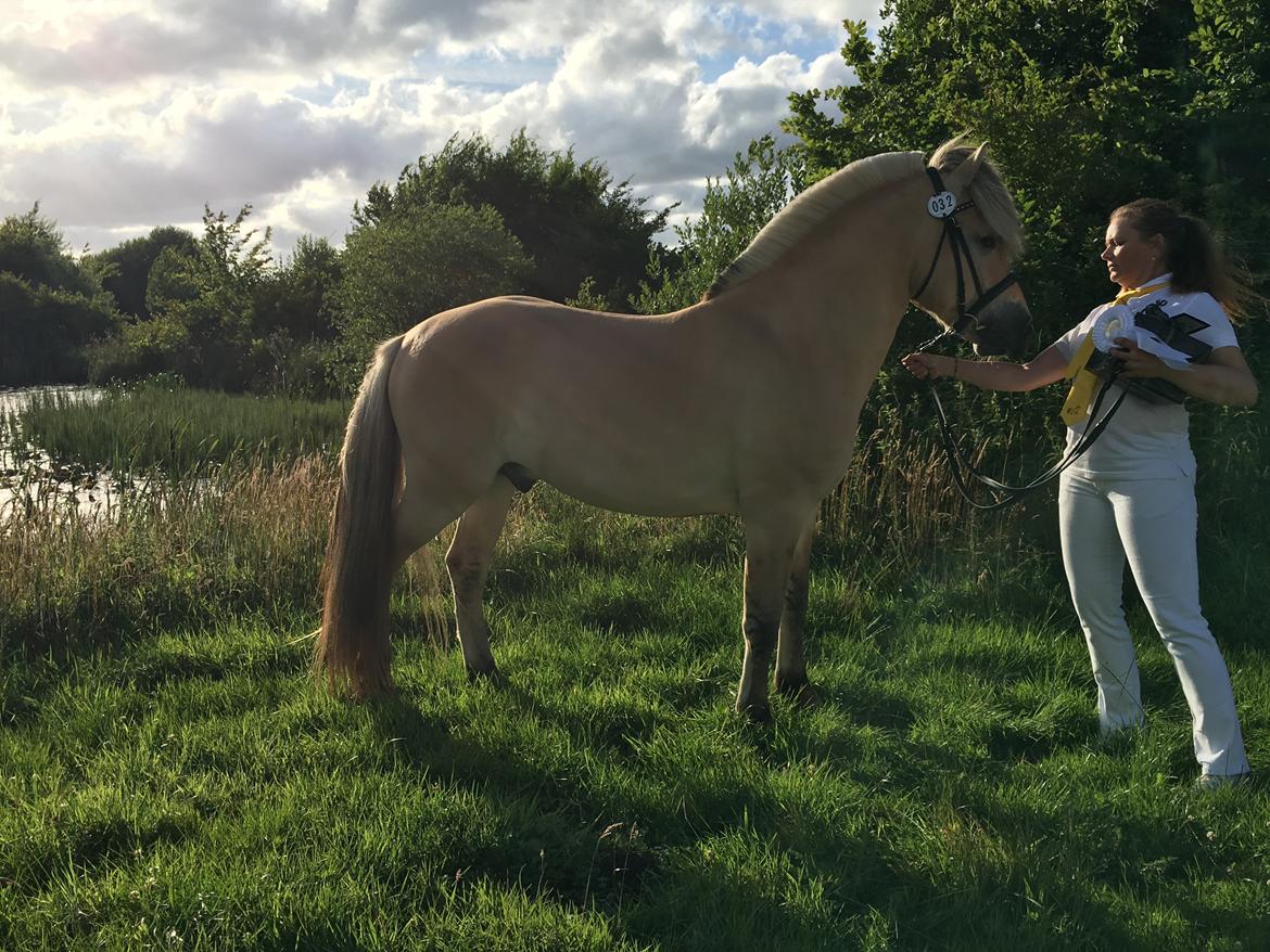 Fjordhest Oktan Stanstorp billede 5