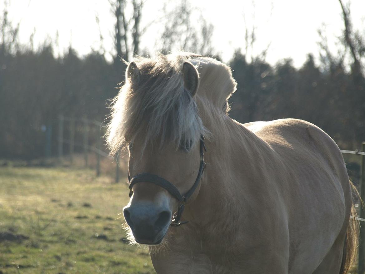 Fjordhest Oktan Stanstorp billede 16