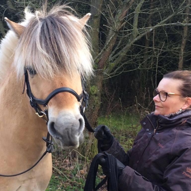 Fjordhest Oktan Stanstorp billede 9