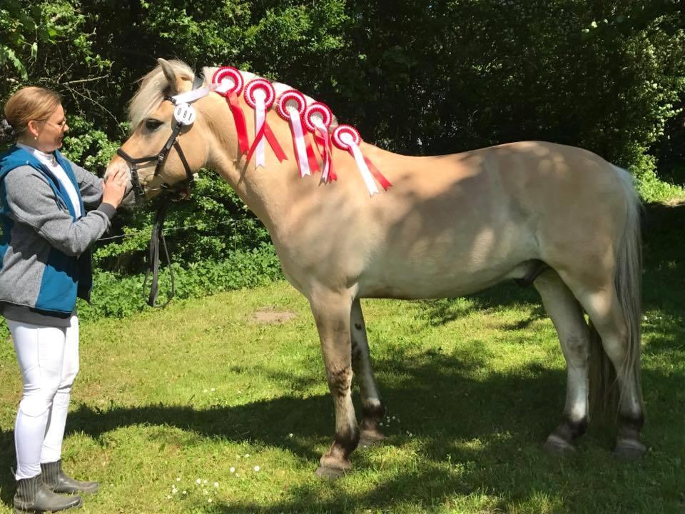 Fjordhest Oktan Stanstorp billede 17