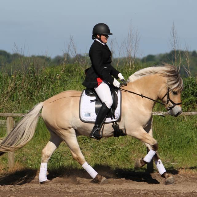 Fjordhest Oktan Stanstorp billede 13