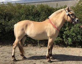 Fjordhest Oktan Stanstorp billede 12