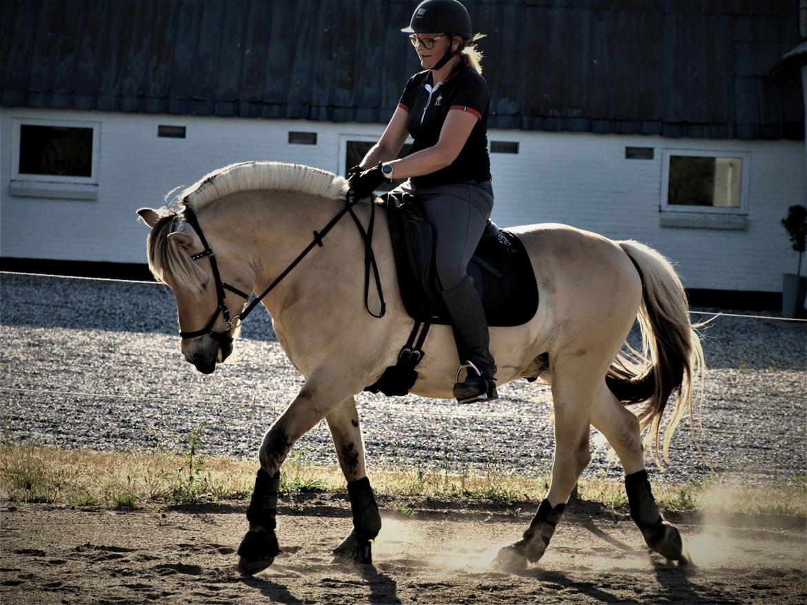 Fjordhest Oktan Stanstorp billede 7