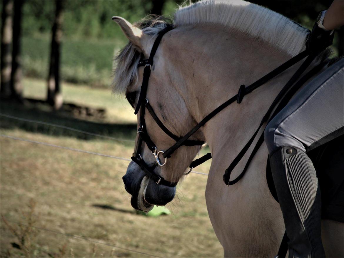 Fjordhest Oktan Stanstorp billede 4