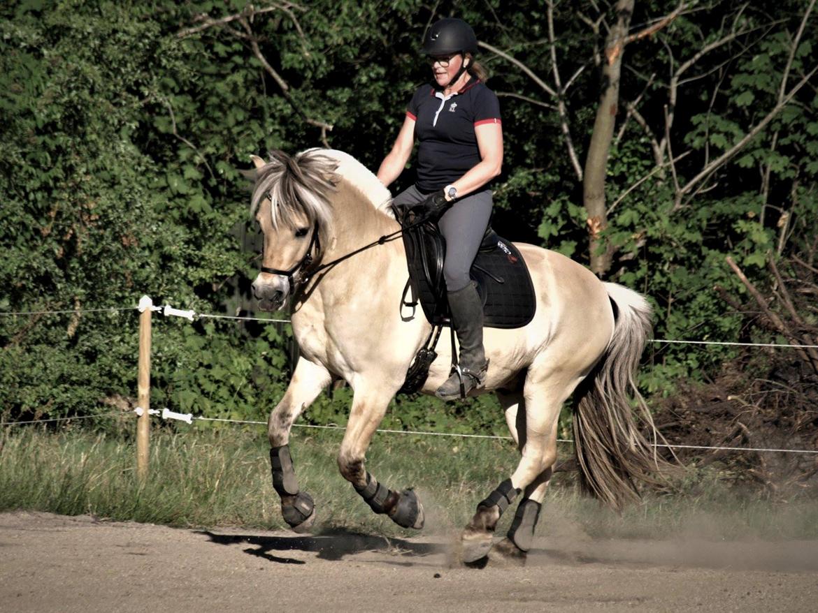 Fjordhest Oktan Stanstorp billede 15