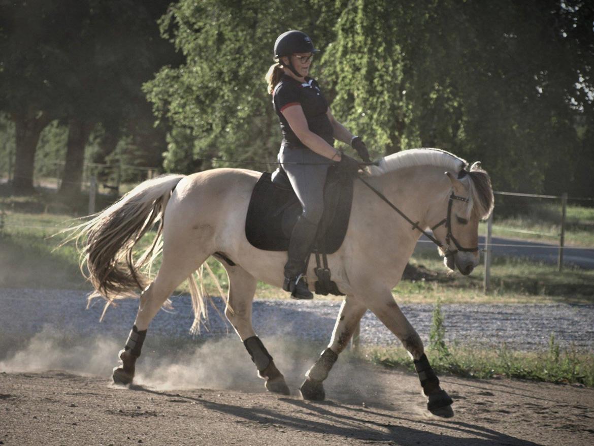 Fjordhest Oktan Stanstorp billede 18