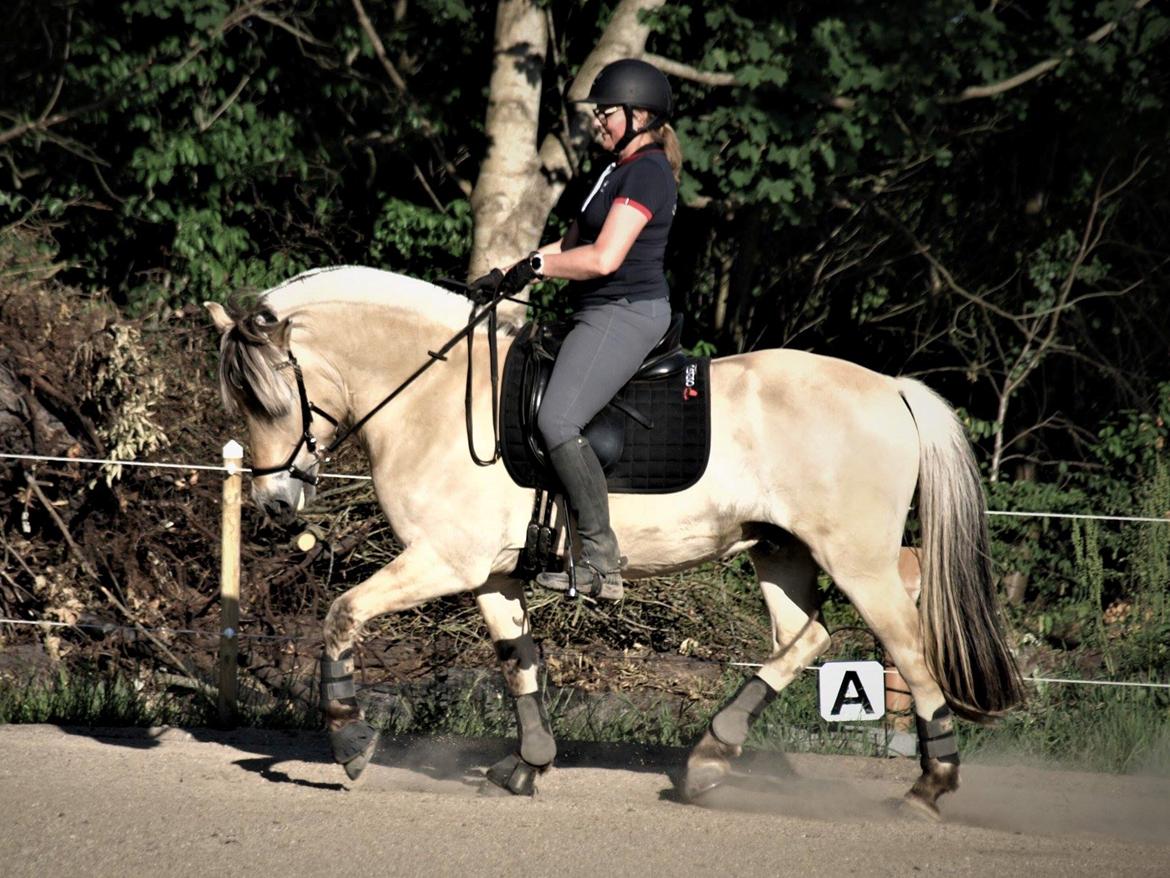 Fjordhest Oktan Stanstorp billede 11