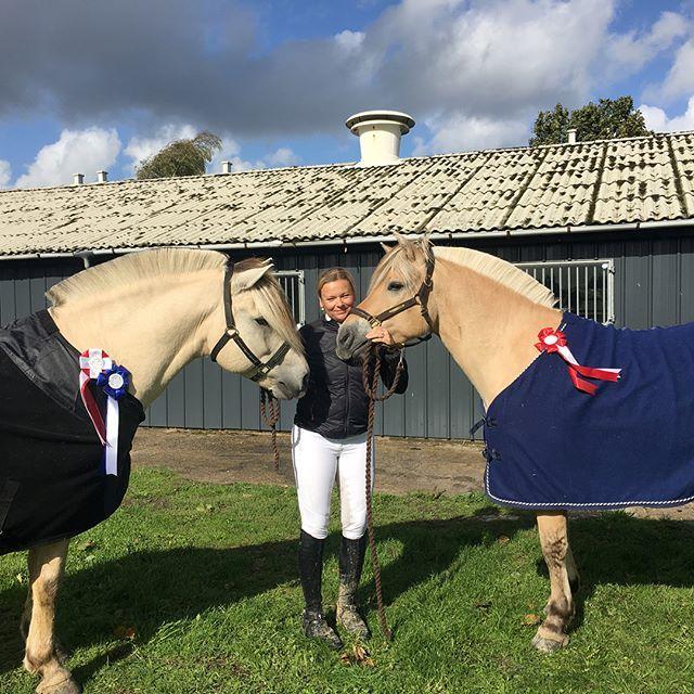 Fjordhest Oktan Stanstorp billede 6