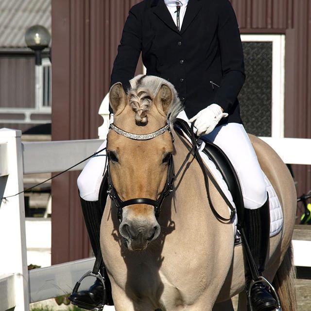 Fjordhest Oktan Stanstorp billede 1