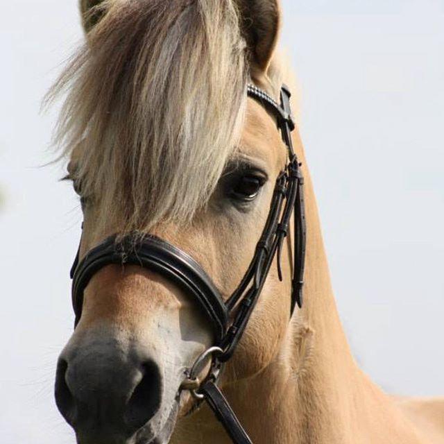 Fjordhest Oktan Stanstorp billede 19